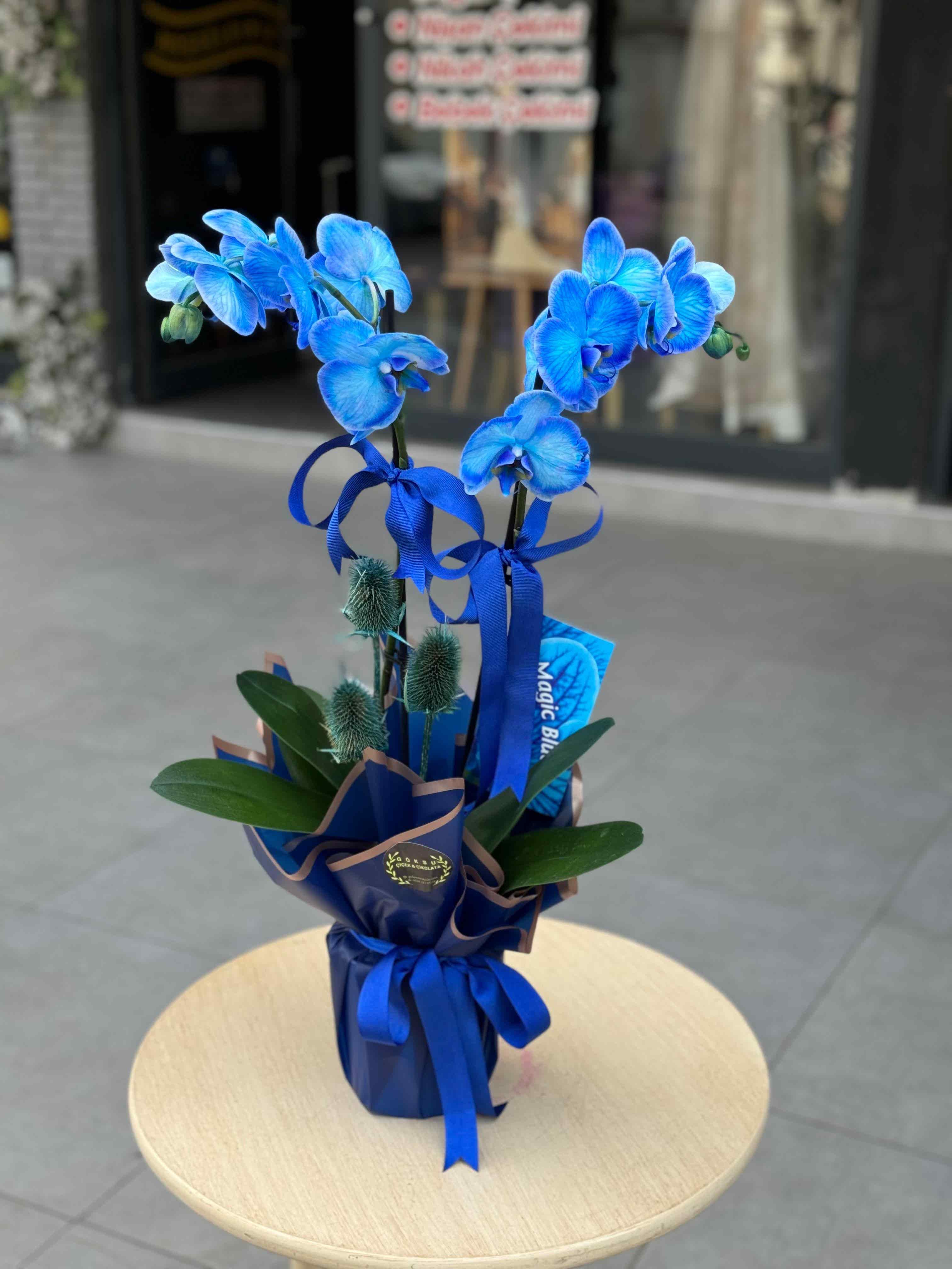 ÇİFT DALLI MAVİ İTHAL ORKİDE